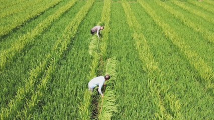 水稻育种人:稻田里追赶太阳 汗水中追求理想
